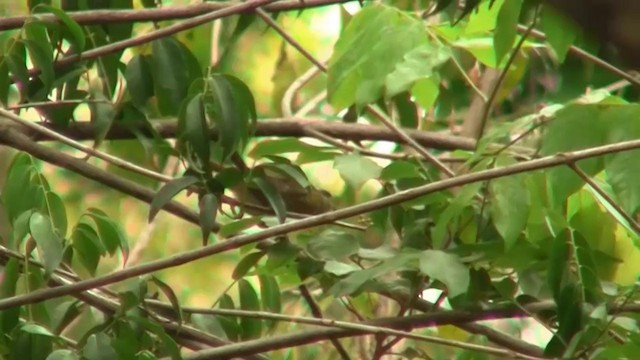 Macleay's Honeyeater - ML200887001