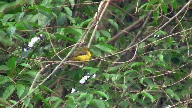 Sahul Sunbird - ML200887011