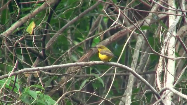 Sahul Sunbird - ML200887021