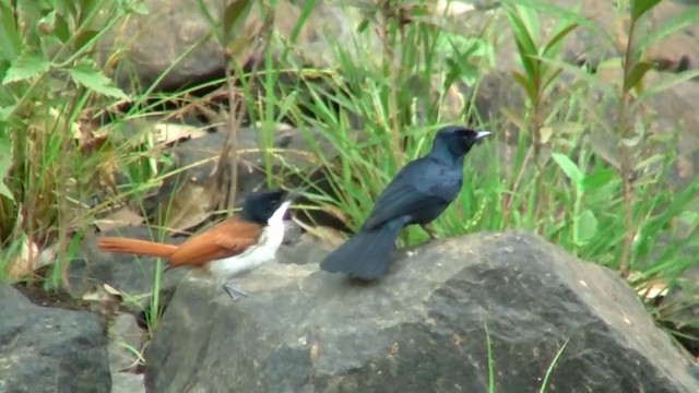 Shining Flycatcher - ML200887041