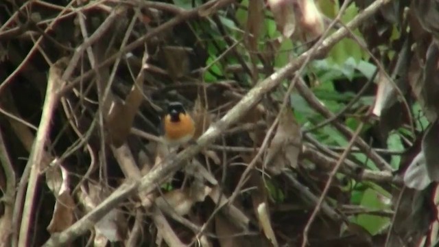 メンガタカササギビタキ（trivirgatus グループ） - ML200887051