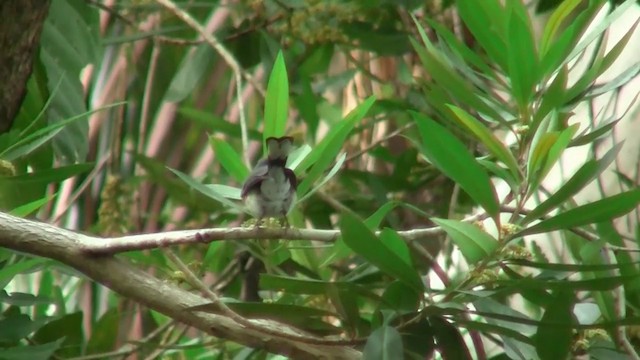 メンガタカササギビタキ（trivirgatus グループ） - ML200887061