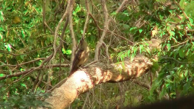 Black Butcherbird - ML200887121