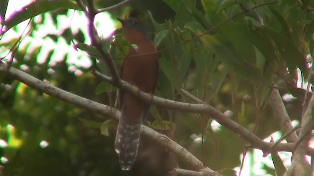 Chestnut-breasted Cuckoo - ML200887151