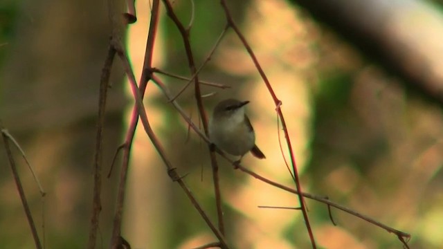 Large-billed Gerygone - ML200887161