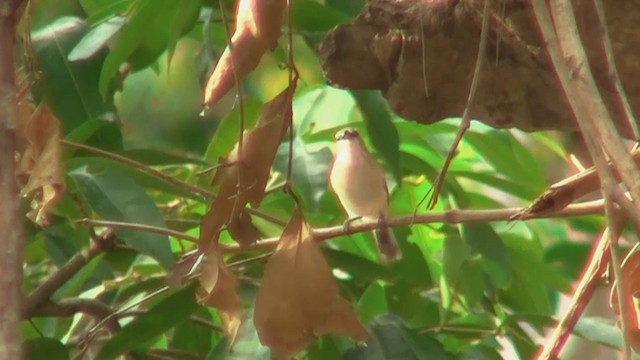 Large-billed Gerygone - ML200887181