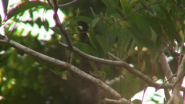 Mistletoebird - ML200887191