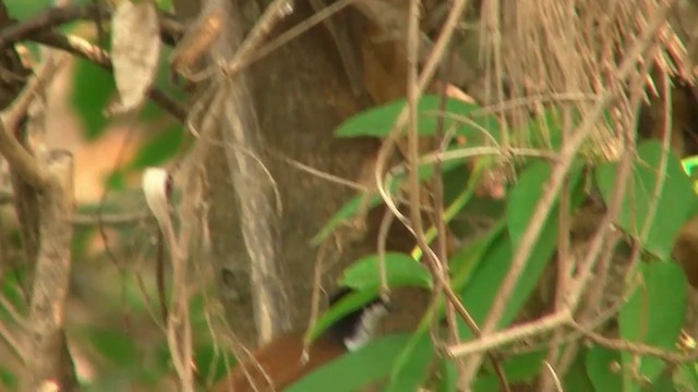 Shining Flycatcher - ML200887211