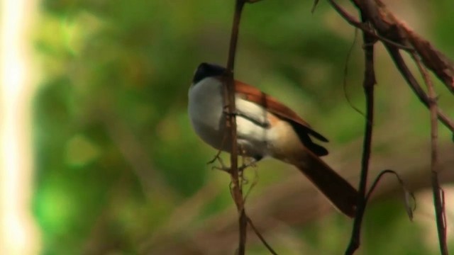 Shining Flycatcher - ML200887221