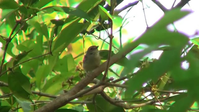 Tropical Scrubwren - ML200887231