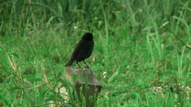 ムネアカマキバドリ - ML200887381