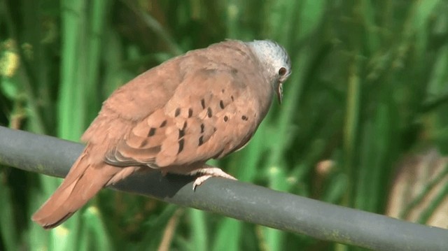 Ruddy Ground Dove - ML200887411