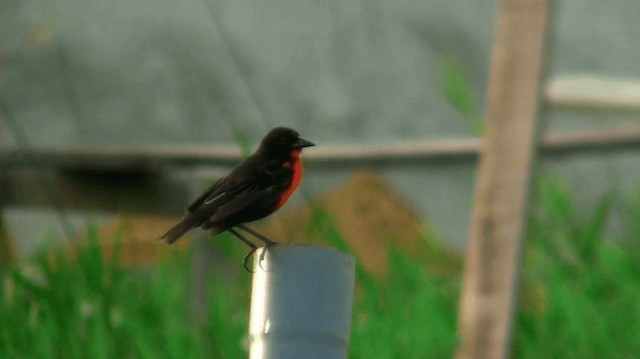 ムネアカマキバドリ - ML200887481