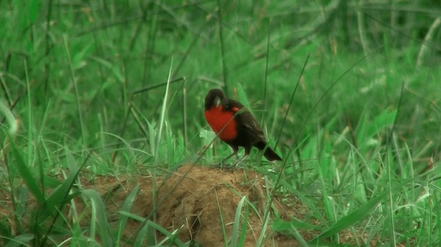 ムネアカマキバドリ - ML200887491