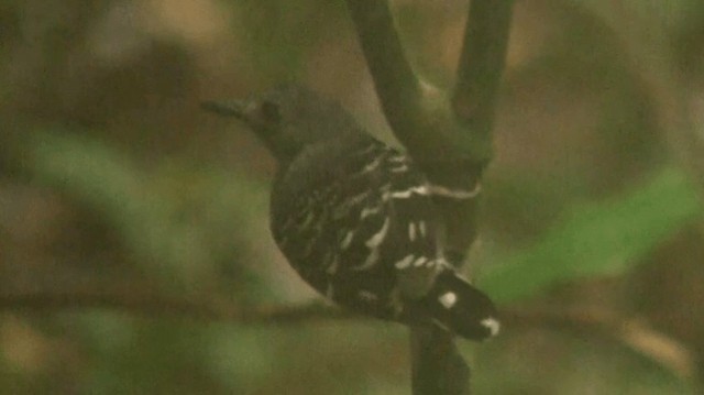 Common Scale-backed Antbird (Common Scale-backed) - ML200887511