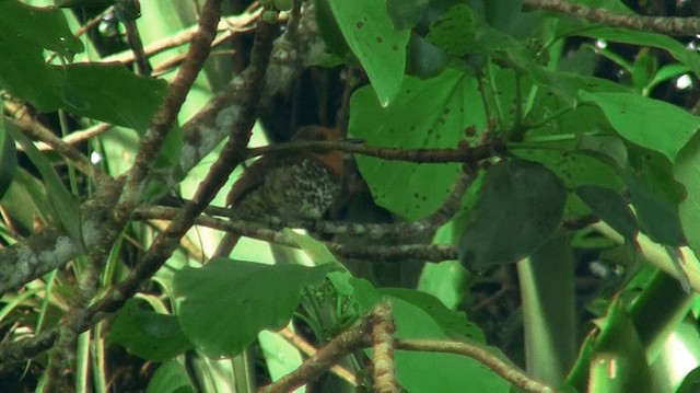 Spotted Puffbird - ML200887591