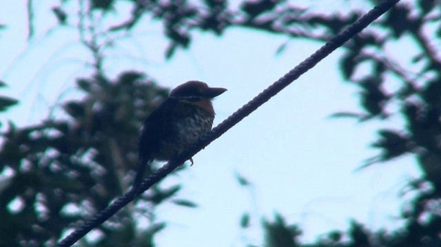 Spotted Puffbird - ML200887601