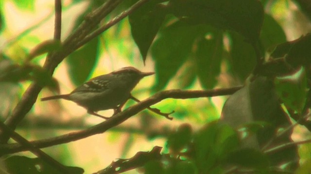 Todd's Antwren - ML200887691