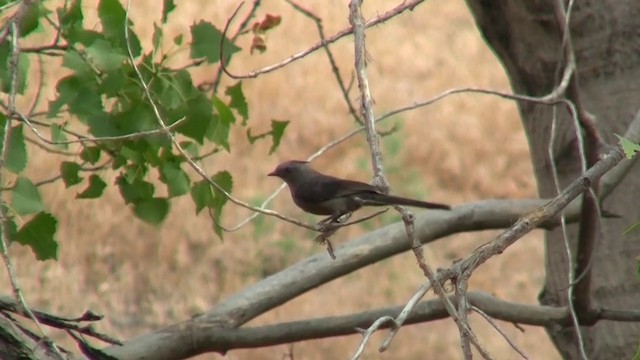 Phainopepla - ML200887961