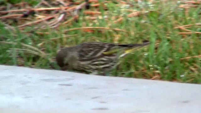 マツノキヒワ（pinus／macropterus） - ML200887981