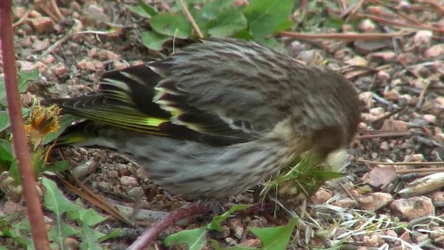 マツノキヒワ（pinus／macropterus） - ML200887991