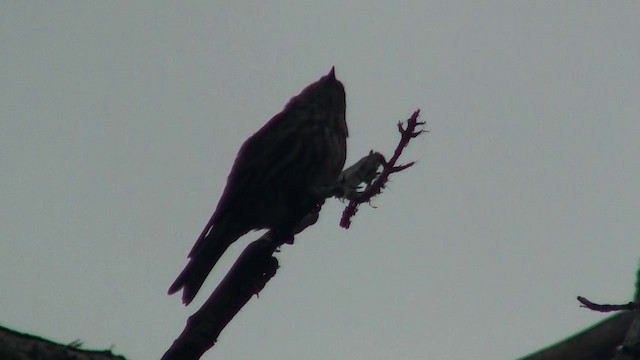 マツノキヒワ（pinus／macropterus） - ML200888031