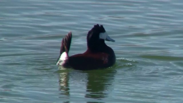 Ruddy Duck - ML200888231