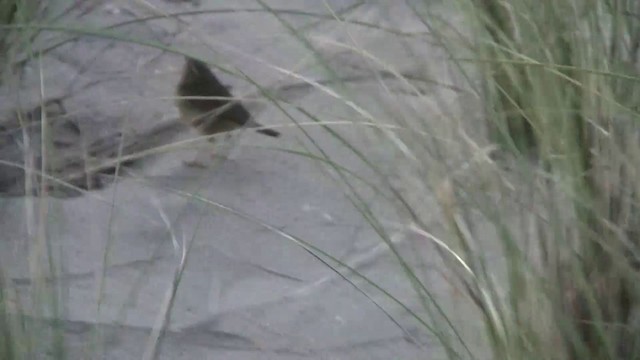 Radde's Warbler - ML200888241