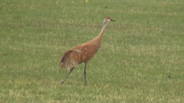 Sandhill Crane (tabida/rowani) - ML200888351