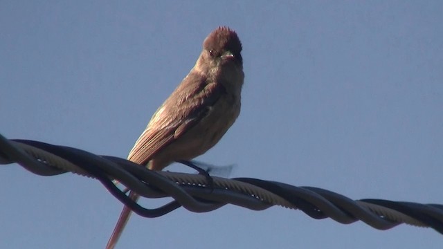 Say's Phoebe - ML200888411