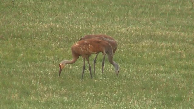 jeřáb kanadský (ssp. tabida/rowani) - ML200888451