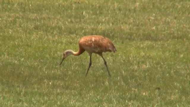 jeřáb kanadský (ssp. tabida/rowani) - ML200888561