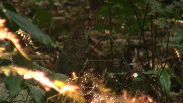 Bassian Thrush - ML200888621