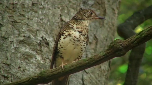 Bassian Thrush - ML200888641