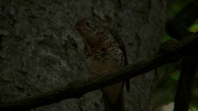 Bassian Thrush - ML200888651