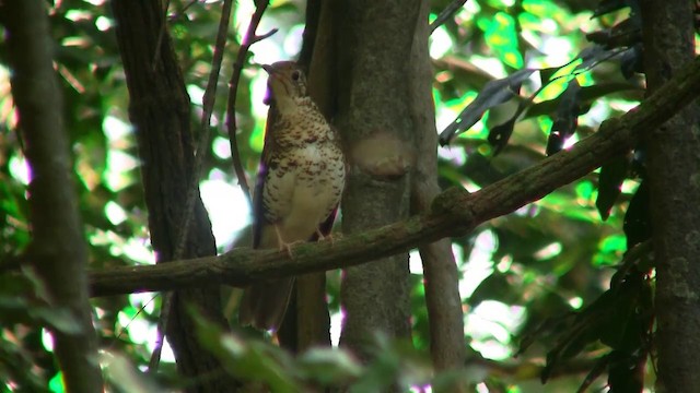 Bassian Thrush - ML200888661