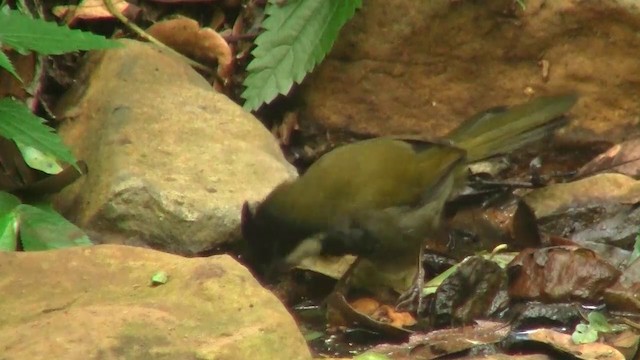 Eastern Whipbird - ML200888711