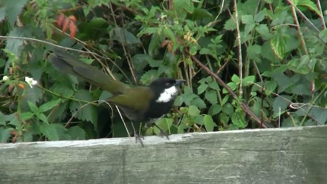 Eastern Whipbird - ML200888721