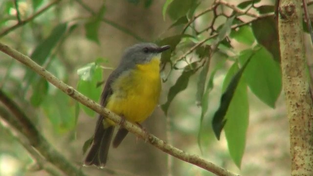 Eastern Yellow Robin - ML200888731