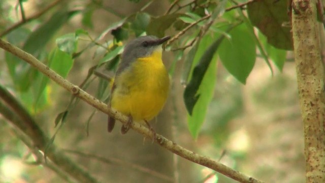 Eastern Yellow Robin - ML200888741