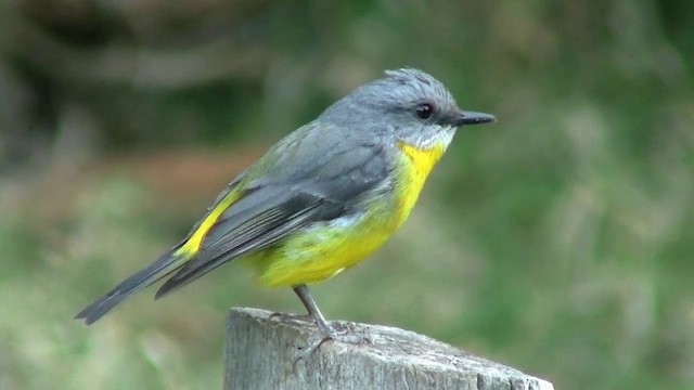 Eastern Yellow Robin - ML200888751