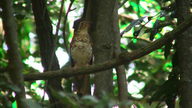 Bassian Thrush - ML200888771