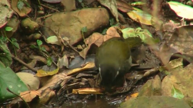 Eastern Whipbird - ML200888781