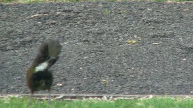 Eastern Whipbird - ML200888791