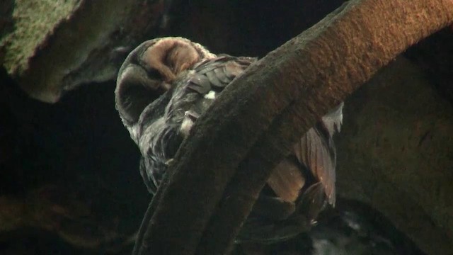 Sooty Owl (Greater) - ML200888801