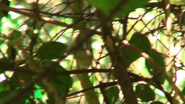 Large-billed Scrubwren - ML200888841