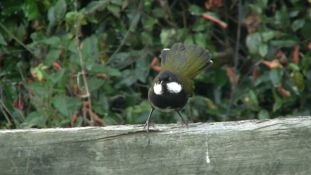 Eastern Whipbird - ML200888861