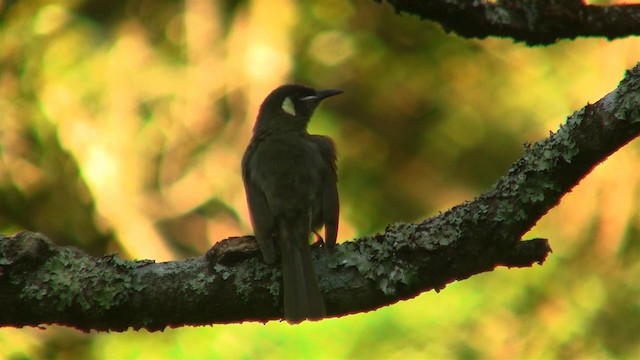 Lewin's Honeyeater - ML200888891