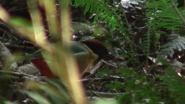 Noisy Pitta - ML200888911