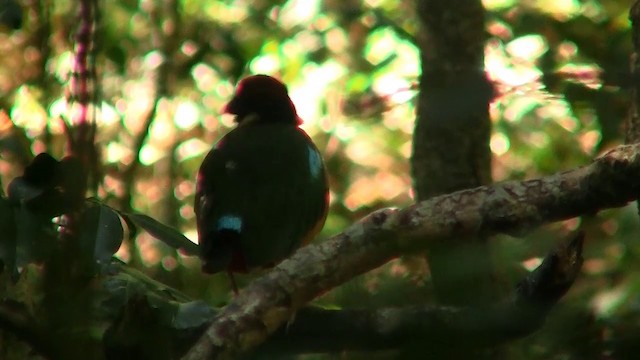 Noisy Pitta - ML200888921